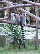 Deux lmuriens, des primates des rgions tropicales.