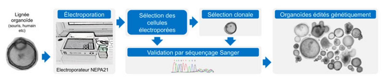 Visuel pour illustrer l’édition génétique de lignées organoïdes (CRISPR-Cas et base Editing)