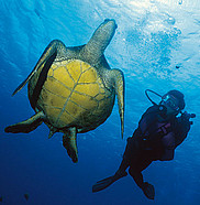 Au cours d'une plongée en apnée, l'auteur a pu observer de près une tortue de un mètre de diamètre.