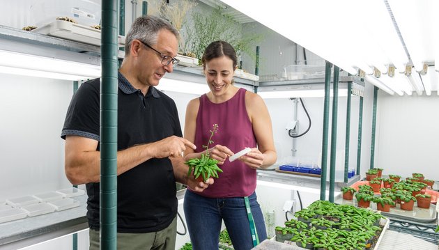 personne observant une plante dans une serre