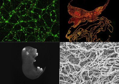 Images finalistes de La preuve par l'image
