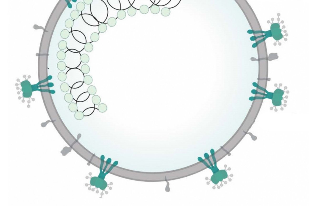 Illustration représentant le virus de la COVID-19