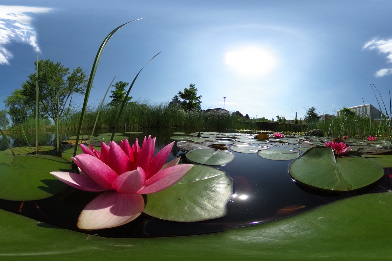 Nénuphar en fleur dans un étang du campus