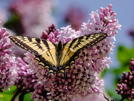 Fleurs et papillons sur le campus