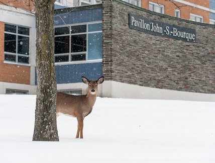 Un chevreuil, en visite sur le campus