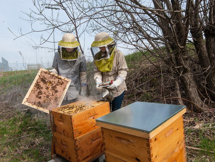 Projet Ruches Campus