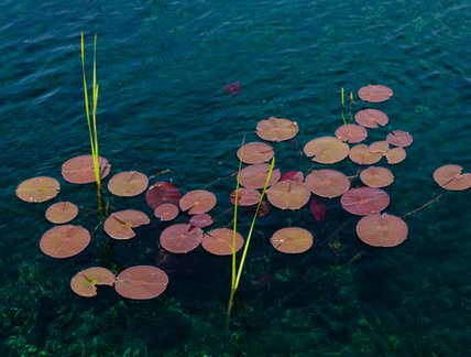 Plantes aquatiques dans le bassin du campus principal
