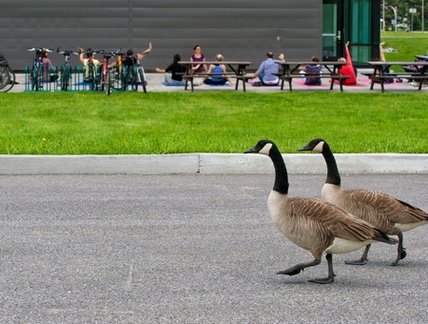 Couple de canards qui traverse l'allée du campus principal