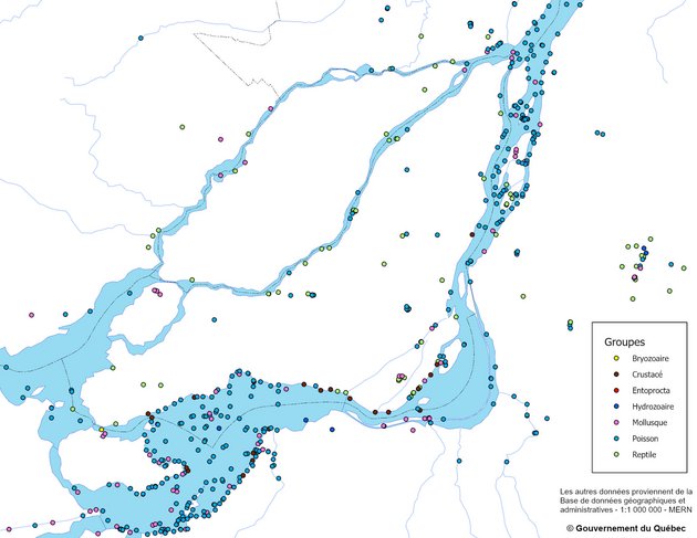 Exemple des groupes aquatiques envahissants à Montréal