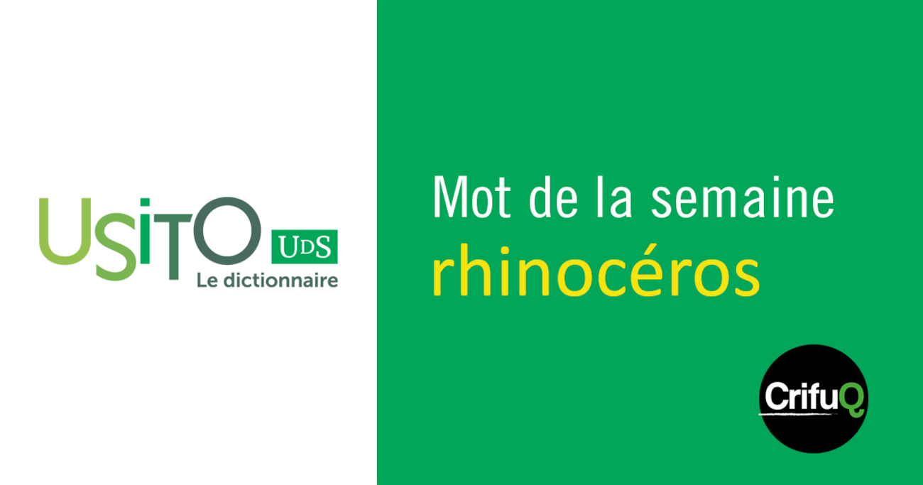 Rhinocéros