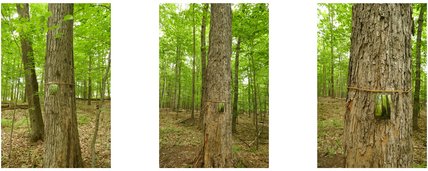 Oeuvre de Jeanne Bédard