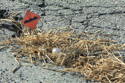 Arianne Arshinoff-Foss