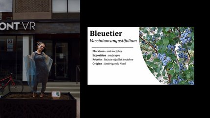 Oeuvre d'Angélie Morin