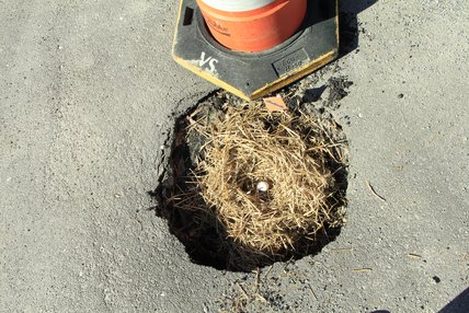 Arianne Arshinoff-Foss