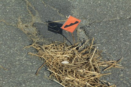 Arianne Arshinoff-Foss