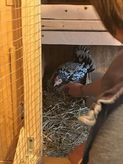 Oeuvre de Raphaële Comté