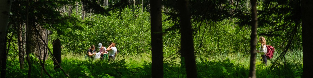 Personnes dans une forêt participants à un bioblitz.