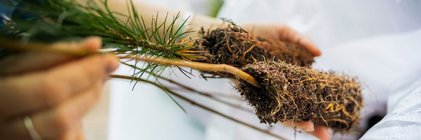 Distribution d'arbres 2024