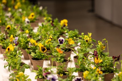 événement 50e anniversaire maîtrise