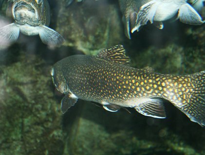 Truites mouchetées