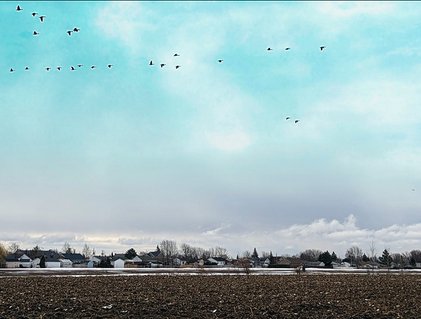 Volée d'oiseaux dans un champ.