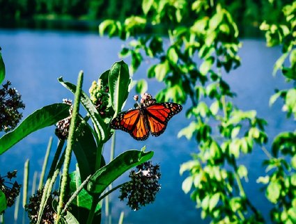 fleur sauvage lac papillon