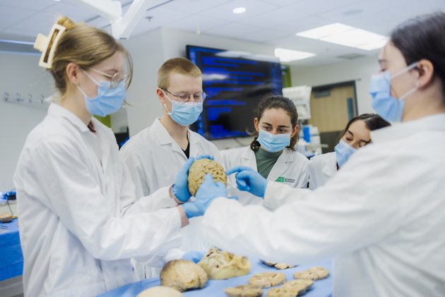 Des personnes étudiantes explore la neuroanatomie du cerveau humain.