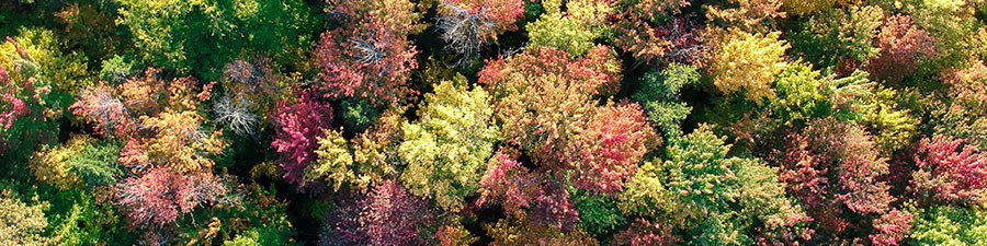 Une forêt vue de haut, photographiée par un drone