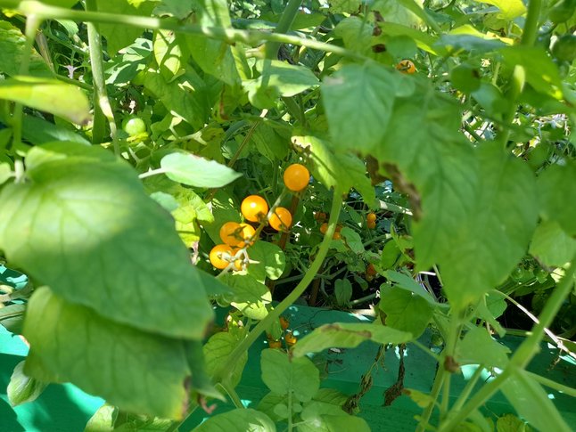 Jardin_communautaire_G4-1