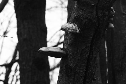 Des champignons poussent sur un tronc d'arbre