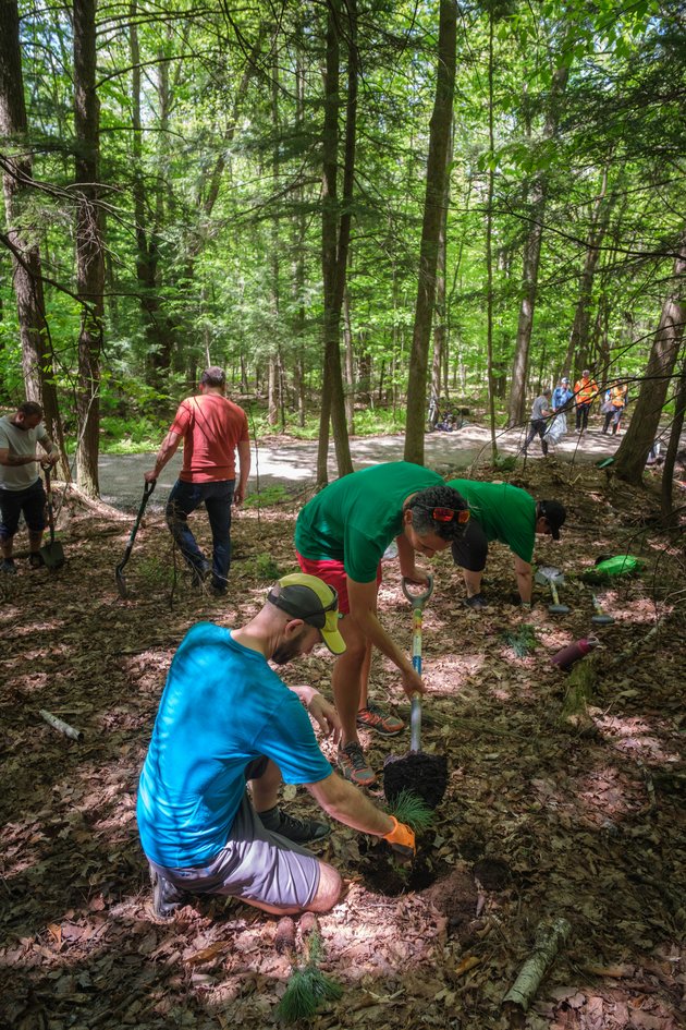 Plantation d'arbres dans le Mont-Bellevue en 2025