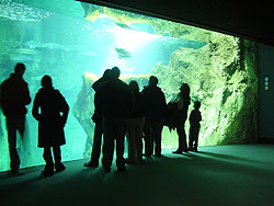 Aprs avoir mang, l'aquarium de La Rochelle se rvle comme la 8e merveille du monde. On peut y rester pendant des heures, mais on ne peut pas y nager : il y a des requins.