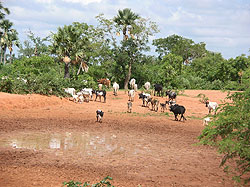 Paysage typique en rgion subsaharienne au Burkina, prs de Bobo-Dioulasso.
