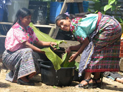 Deux femmes prparent des feuilles pour les tamales