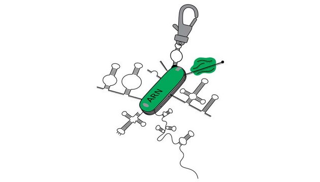 Logo d’Aisha Ghali représentant l’ARN comme un couteau suisse, conçu pour le 25e anniversaire du RiboClub lors de la conférence annuelle 2024