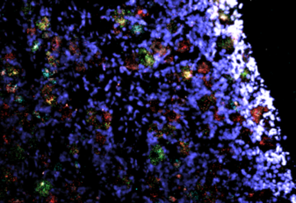 Image en épifluorescence captée par Claudie Beaulieu du laboratoire de Louis Gendron
