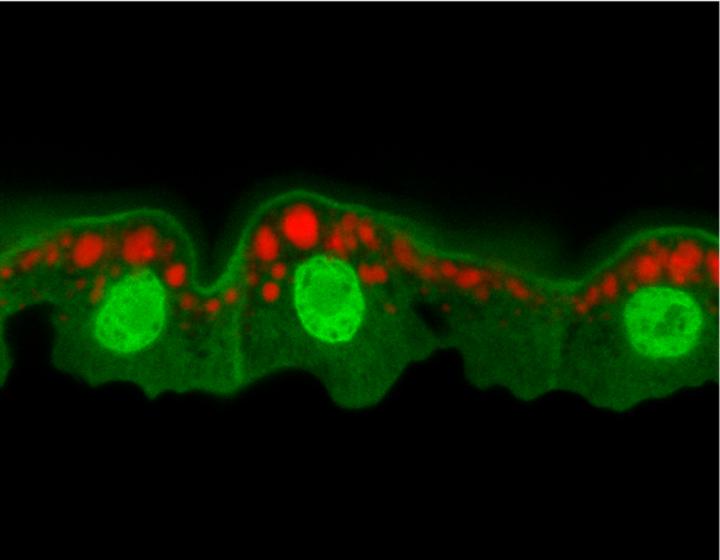 Image confocale de cellules intestinales de la drosophile qui a fait la une du MBoC. Tiré de l’article de Nassari et al., 2022 (gracieuseté du laboratoire du Dr Steve Jean)