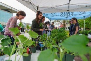 Distribution d'arbustes et de plantes