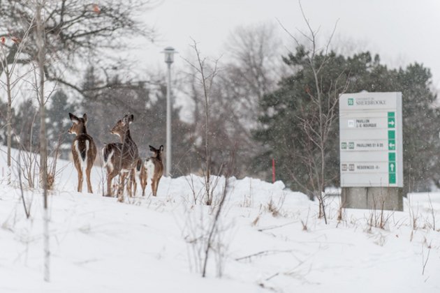 Chevreuils au Campus principal