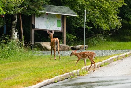 Sentiers au Campus principal