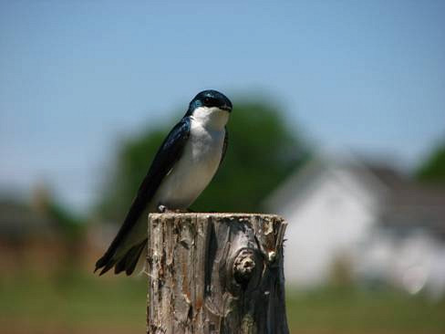 Hirondelle bicolore dans le syst&egrave;me d'&eacute;tude (Tachycineta bicolor).