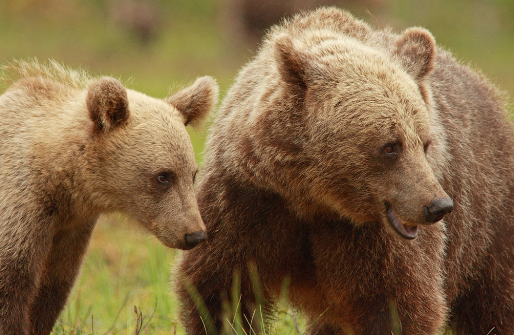Jeune ours brun et sa mère
