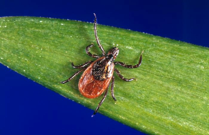 La maladie de Lyme est causée par une bactérie qui se transmet par la morsure de tiques à pattes noires infectées.