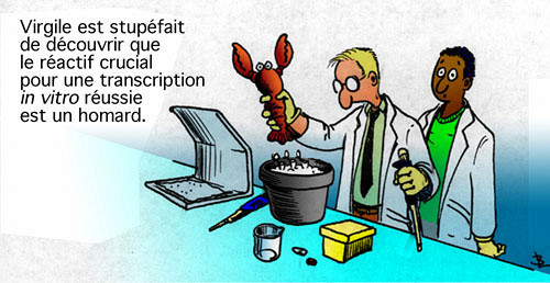 Un étudiant belge écrit avoir aimé l'histoire du homard dans un paragraphe du cours de purification des protéines.