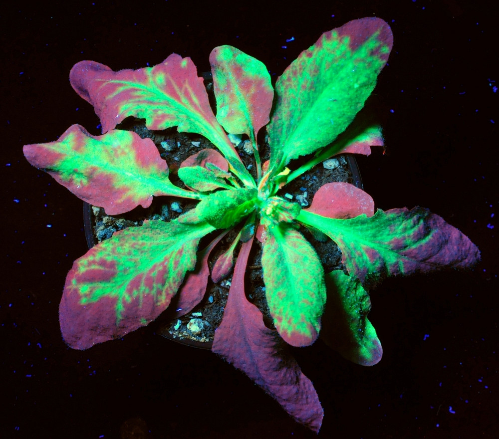 Des virus aux protéines fluorescentes sont introduits dans une plante-modèle afin de suivre la réaction immunitaire.