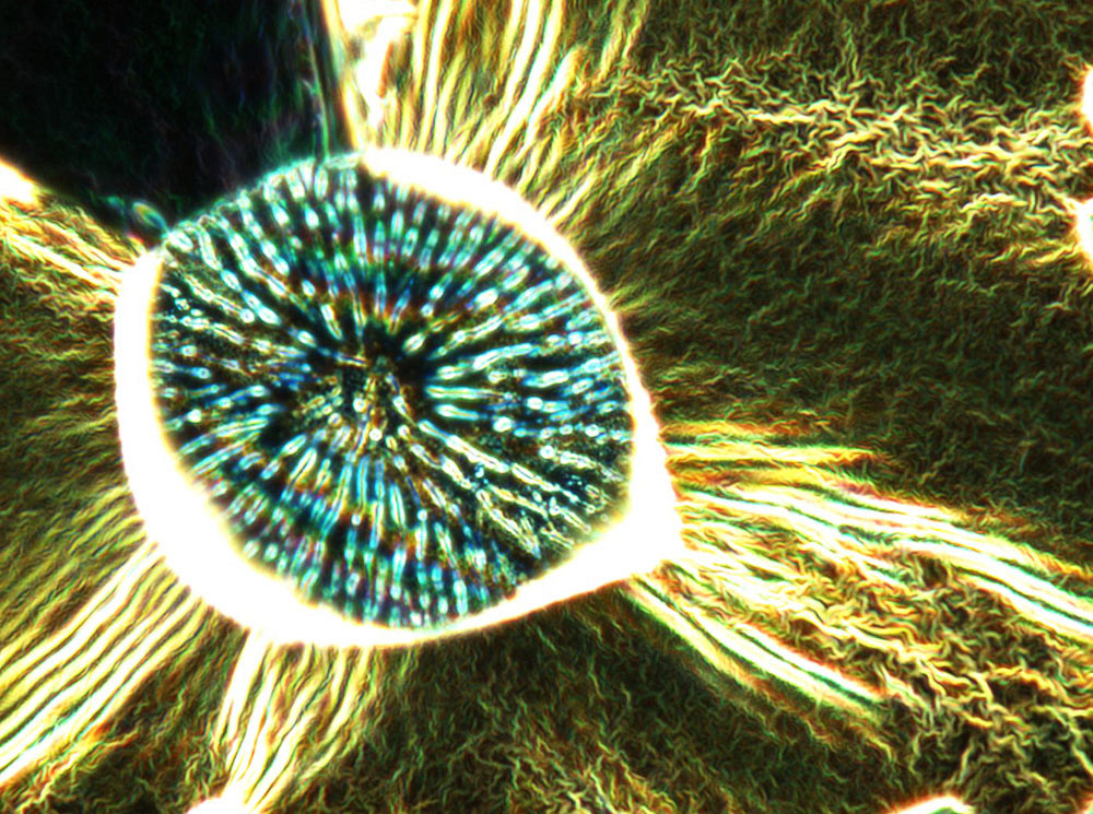 Julien Camirand Lemyre, &eacute;tudiant au D&eacute;partement de physique de la Facult&eacute; des sciences, est finaliste avec son image Microeil.