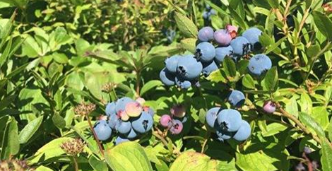 Un portail de g&eacute;olocalisation appliqu&eacute; &agrave; la cueillette de bleuets d&eacute;velopp&eacute; par une &eacute;quipe de l'UdeS.