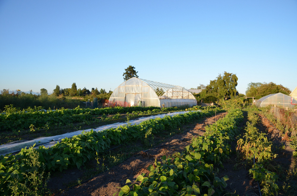 Une parcelle en production de la ferme