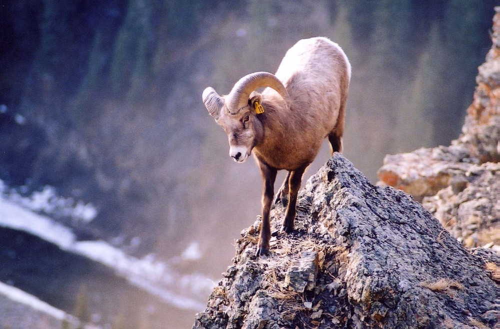 Mouflon mâle sur la pointe d'un rocher.