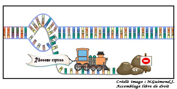 Les G4 se forment lorsque quatre s&eacute;ries de guanines, un des quatre nucl&eacute;otides composant l&rsquo;ARN.